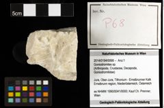 Foto (Objekt + Etiketten) von Goniodromites sp. 